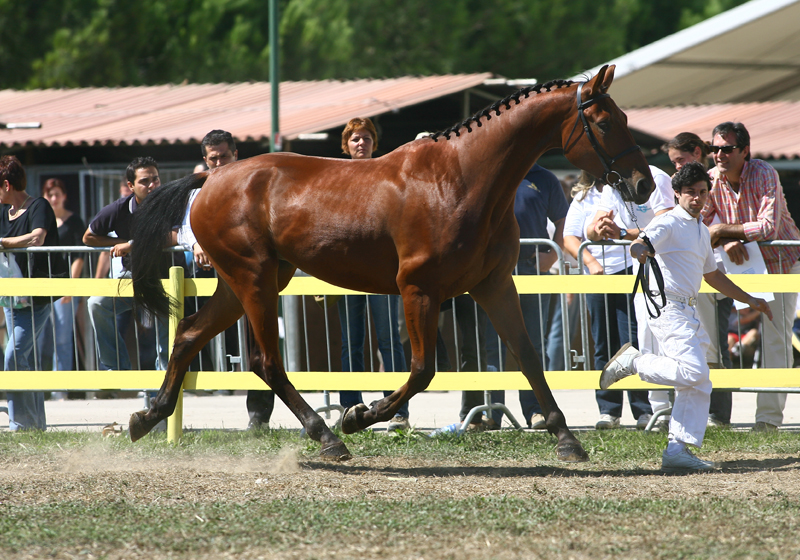 Razze equine: cavallo sella italiano